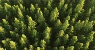 An Aerial Top View Of The Road In Pine Trees Forest With Sunset Scene Stock Footage
