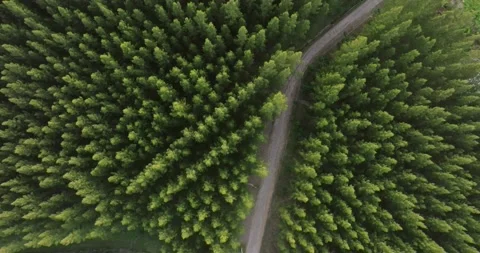 An aerial top view of the road in Pine trees Forest with Sunset scene Stock Footage 226159768