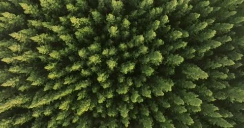 An aerial top view of the road in Pine trees Forest with Sunset scene Stock Footage 226160060