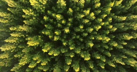 An aerial top view of the road in Pine trees Forest with Sunset scene Stock Footage 226160732