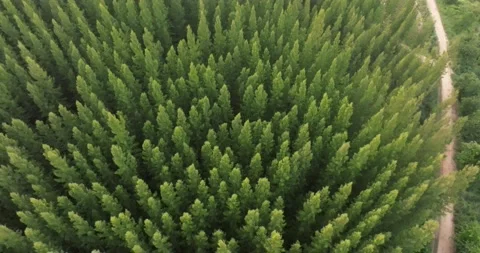 An aerial top view of the road in Pine trees Forest with Sunset scene Stock Footage 226161471