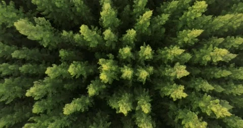 An aerial top view of the road in Pine trees Forest with Sunset scene Stock Footage 226162554