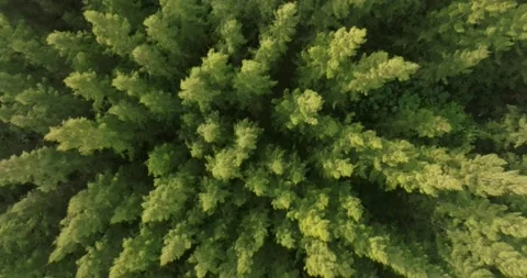 An aerial top view of the road in Pine trees Forest with Sunset scene Stock Footage 226162555