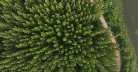 An aerial top view of the road in Pine trees Forest with Sunset scene Stock Footage 226162556