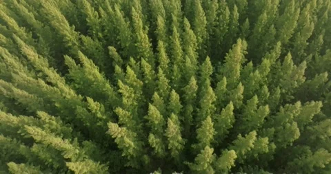 An aerial top view of the road in Pine trees Forest with Sunset scene Stock Footage 226162819