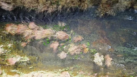 Aerial top view of shallow river with vegetation 스톡 동영상 331645773