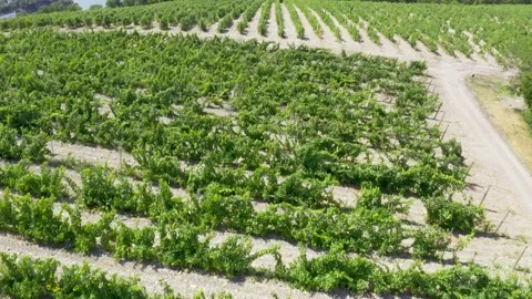 Aerial top view shot. Grape vineyard in Russia with vines separated by evenly Vidéo 156955866