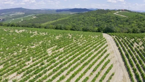 Aerial top view shot. Grape vineyard in Russia with vines separated by evenly Vidéo 157576841