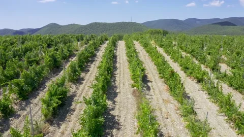 Aerial top view shot. Grape vineyard in Russia with vines separated by evenly Vidéo 157576885