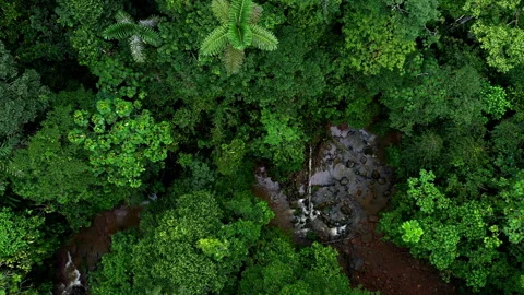 Aerial top view of a small stream inside a tropical forest; a nature background Video stock 336867892