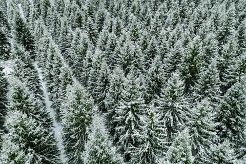Aerial top view of snow covered trees in winter forest. Stock Photos