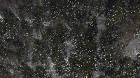 Aerial top view of snowy pine forest in Hokkaido Japan. Stock Footage 201278547