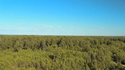 Aerial top view of spring green trees in forest background Stock-Footage 128588626