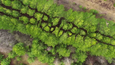 Aerial top view of spring trees in forest with bird Stock Footage 128876599
