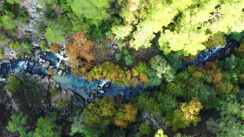 Aerial top view of stream in forest. 4K Footage in Turkey Stock Footage 209630984