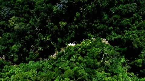 Aerial top view of a stream running through a tropical forest Stock Footage 234938649
