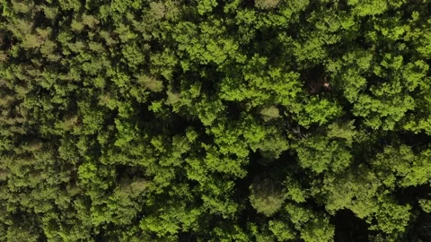 Aerial top view of summer green trees in forest background, Caucasus, Russia. Stock Footage 132502001
