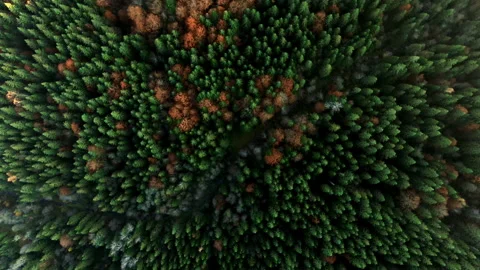 Aerial top view of summer green trees in forest in rural Finland. Drone footage Stock Footage