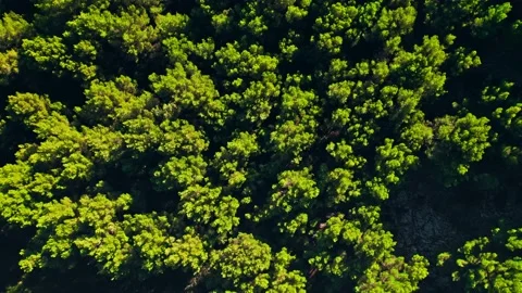 Aerial top view of a sunset over a green forest with many trees from a drone. Видео 197487166
