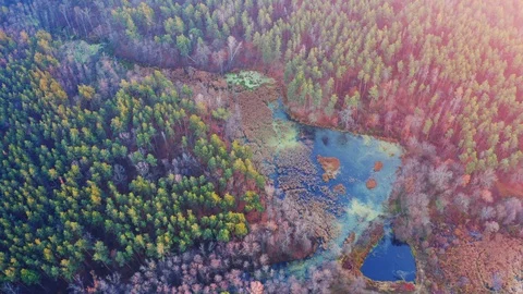 Aerial top view of the swamp in the autumn forest at sunset Stock Footage