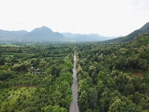 Aerial top view top view of the road through the trees, Video stock 80018648