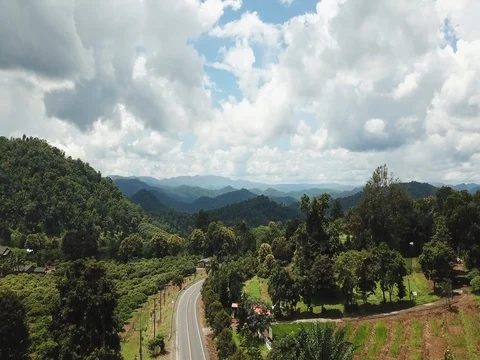Aerial top view top view of the road through the trees, Video stock 80023157