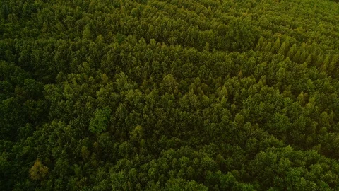 Aerial top view of the tops of pine trees in summer green coniferous forest. Stock Footage