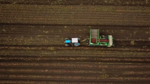 Aerial top view of tractor conveyor works on the field Video stock 101774847