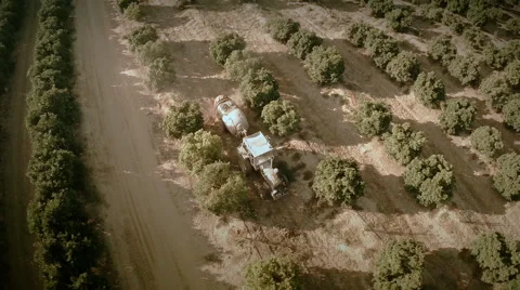 Aerial top view of a tractor working on a field of orange trees. Seville, Spain. Stock Footage 40548819