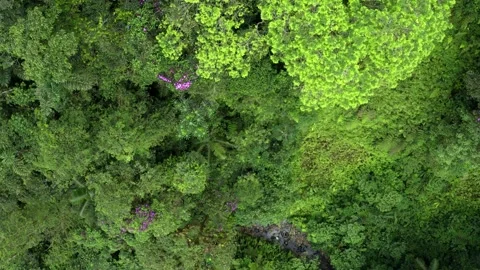 Aerial top view of a tree canopy and patches of purple flowers Stock Footage 151277949