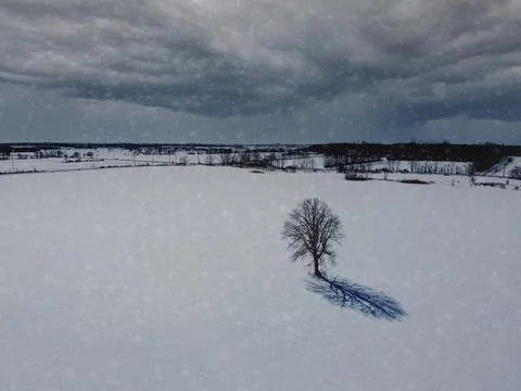 Aerial top view of a tree in an empty field in winter , surrounded by snow. K Stock Photos