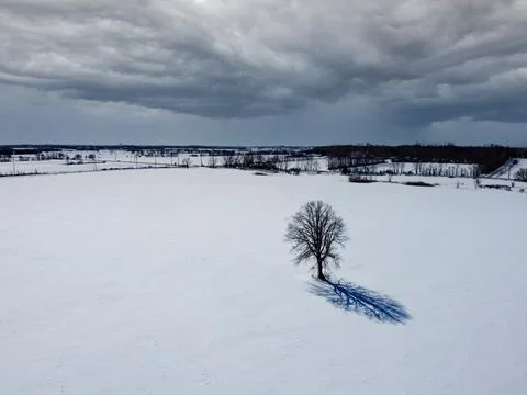 Aerial top view of a tree in an empty field in winter , surrounded by with sn Stock Photos