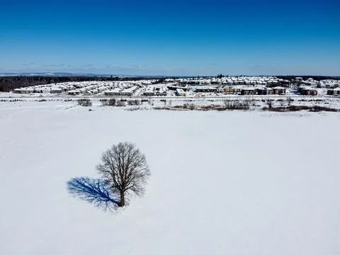 Aerial top view of a tree in an empty field in winter , surrounded by with sn Stock Photos
