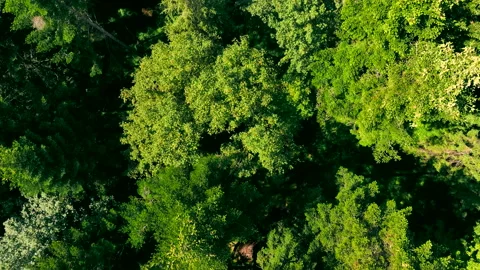 Aerial top view Tree tops close-up. Dense forest and wildlife view from above Stock Footage 217355741