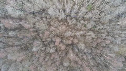 Aerial top view of trees from above in autumn forest. Drone shooting. Stock Footage 126670662