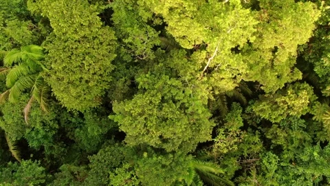 Aerial top view of trees of Amazonian river and evergreen rain forest Video stock 294119223