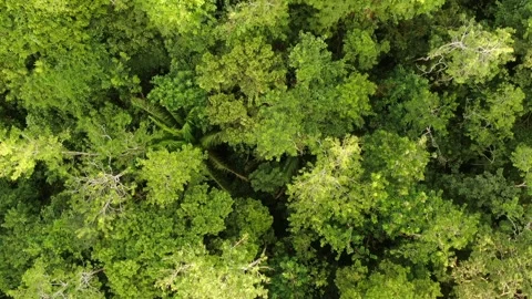 Aerial top view of trees of Amazonian river and evergreen rain forest Video stock 294119382