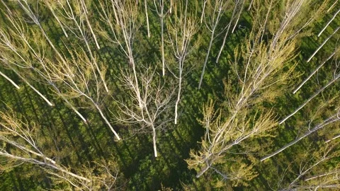 Aerial Top View of Trees Casting Long Shadows in Forest Stock Footage 331602151