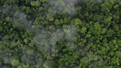 Aerial top view of a tropical forest canopy, a wide shot following a stream Stock Footage