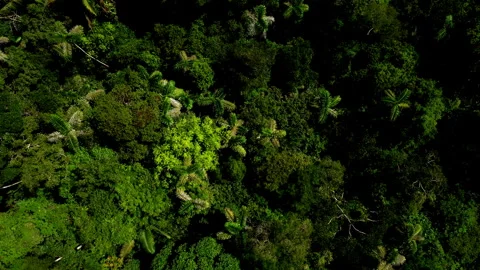 Aerial top view of a tropical forest canopy filled with different palm trees Vidéo 336865035