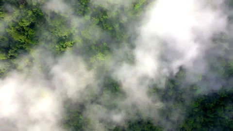 Aerial top view of a tropical forest covered in a thick layer of fog Video stock 336865766