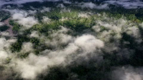 Aerial top view of a tropical forest covered in fog Видео 336866447