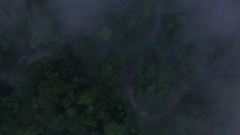 Aerial top view of a tropical forest canopy with a small stream Stockbeeldmateriaal 336870080