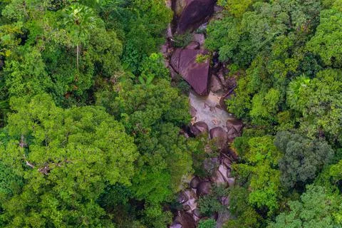 Aerial top view of tropical forest - beautiful tranquil scenery in jungle -   库存照片