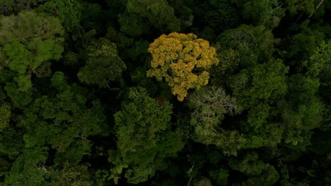 Aerial top view of a tropical tree named Tamburu, Vochysia bracelineae Stock Footage 236785679