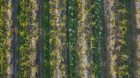 Aerial top view of vineyard rows, agricultural pattern in Spain Stock Footage 331664749