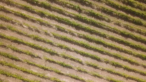 Aerial Top View of Vineyard Rows in Patterned Agricultural Landscape Stock Photos