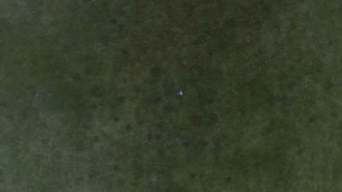 An aerial top view from a walking man on a big green grass Stock Footage 100823220