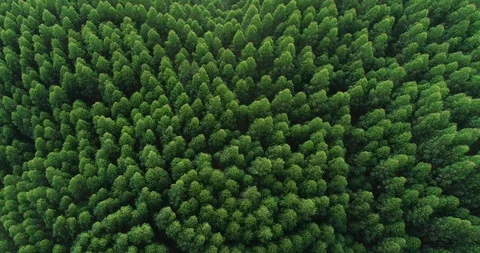 Aerial top view of waving summer green trees in forest Stock Footage