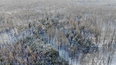 Aerial top view of winter forest Stock Footage 103340784
